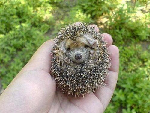 This porcupine is very tiny